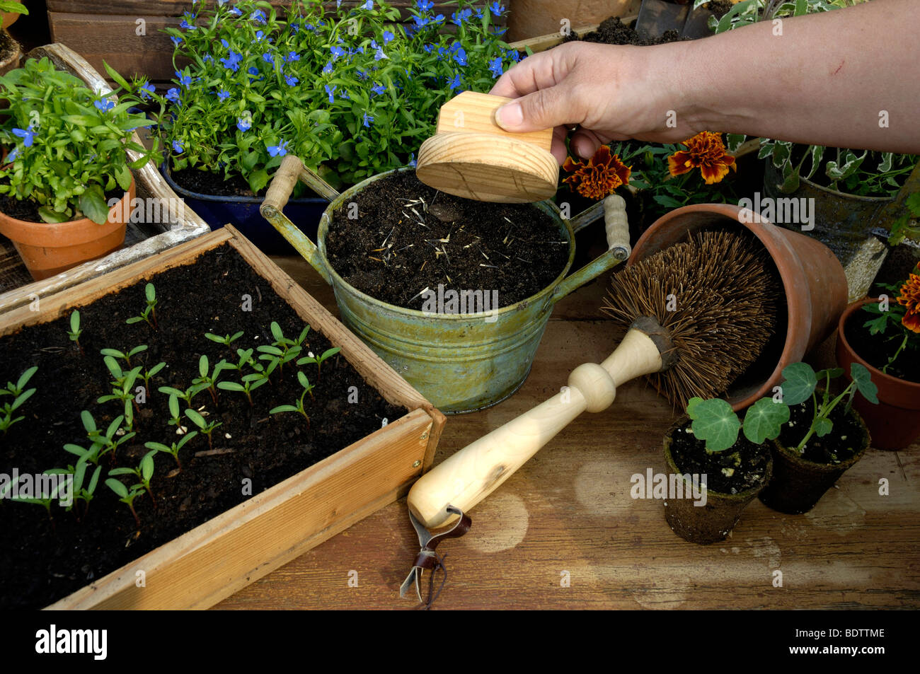 Tagetes Seeding Pflanzenanzucht Aussaat Von Tagetes
