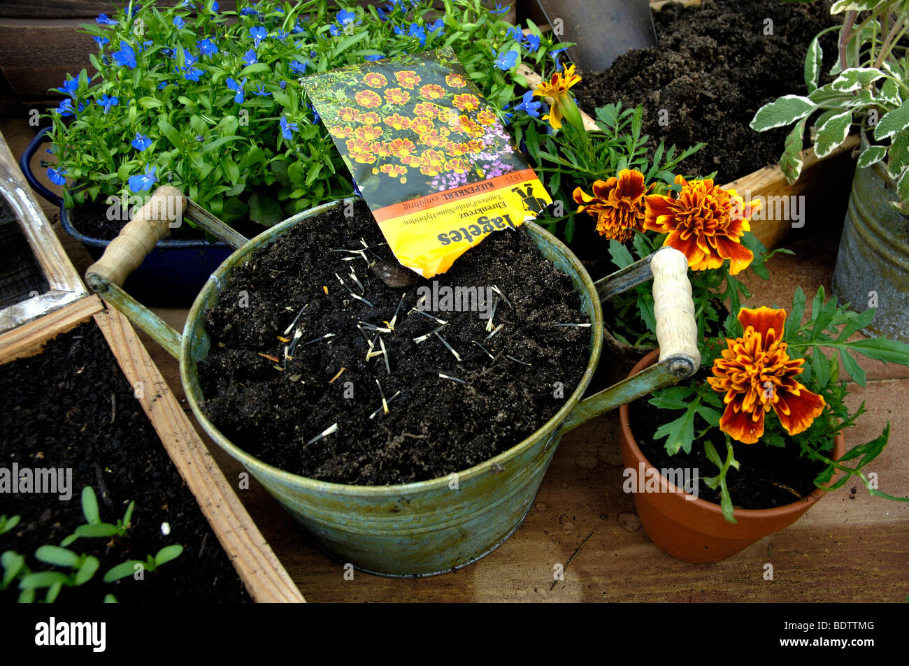 Tagetes seeding, Pflanzenanzucht, Aussaat von Tagetes, Studentenblume Stock Photo