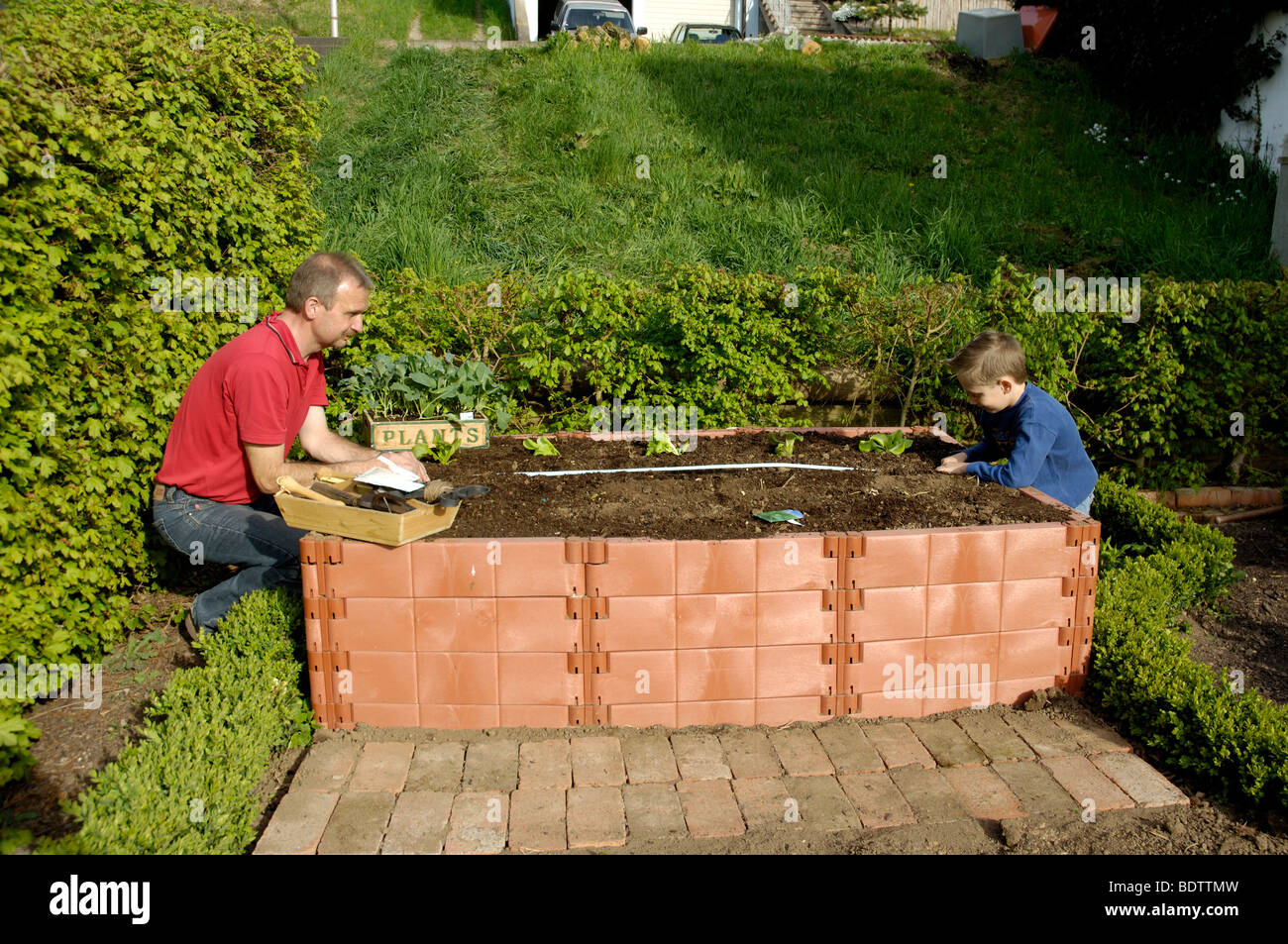 Mann und Junge bepflanzen Hochbeet Stock Photo