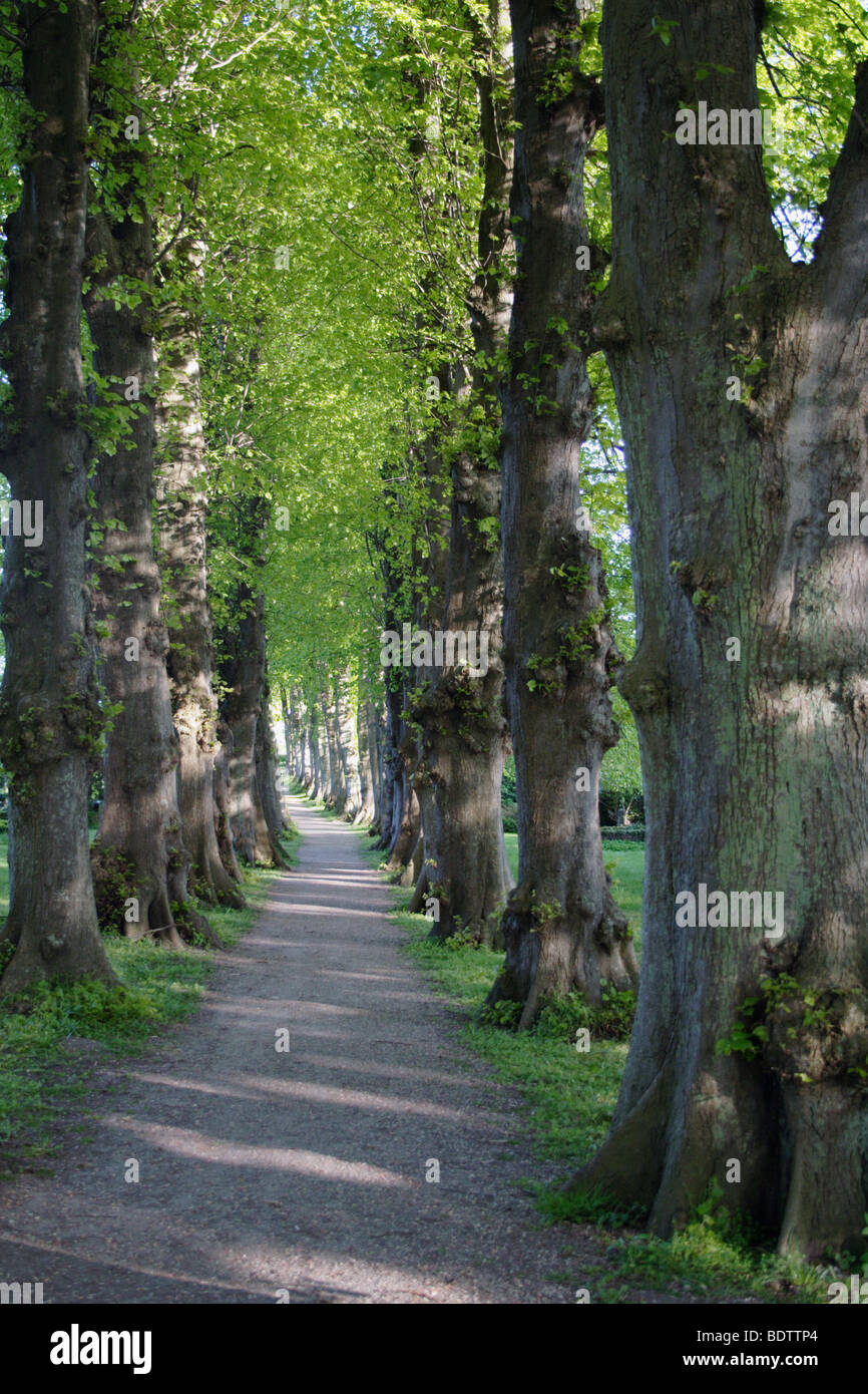waldweg gesaeumt von baeumen, forest path, schleswig-holstein, germany, deutschland, europa, europe Stock Photo