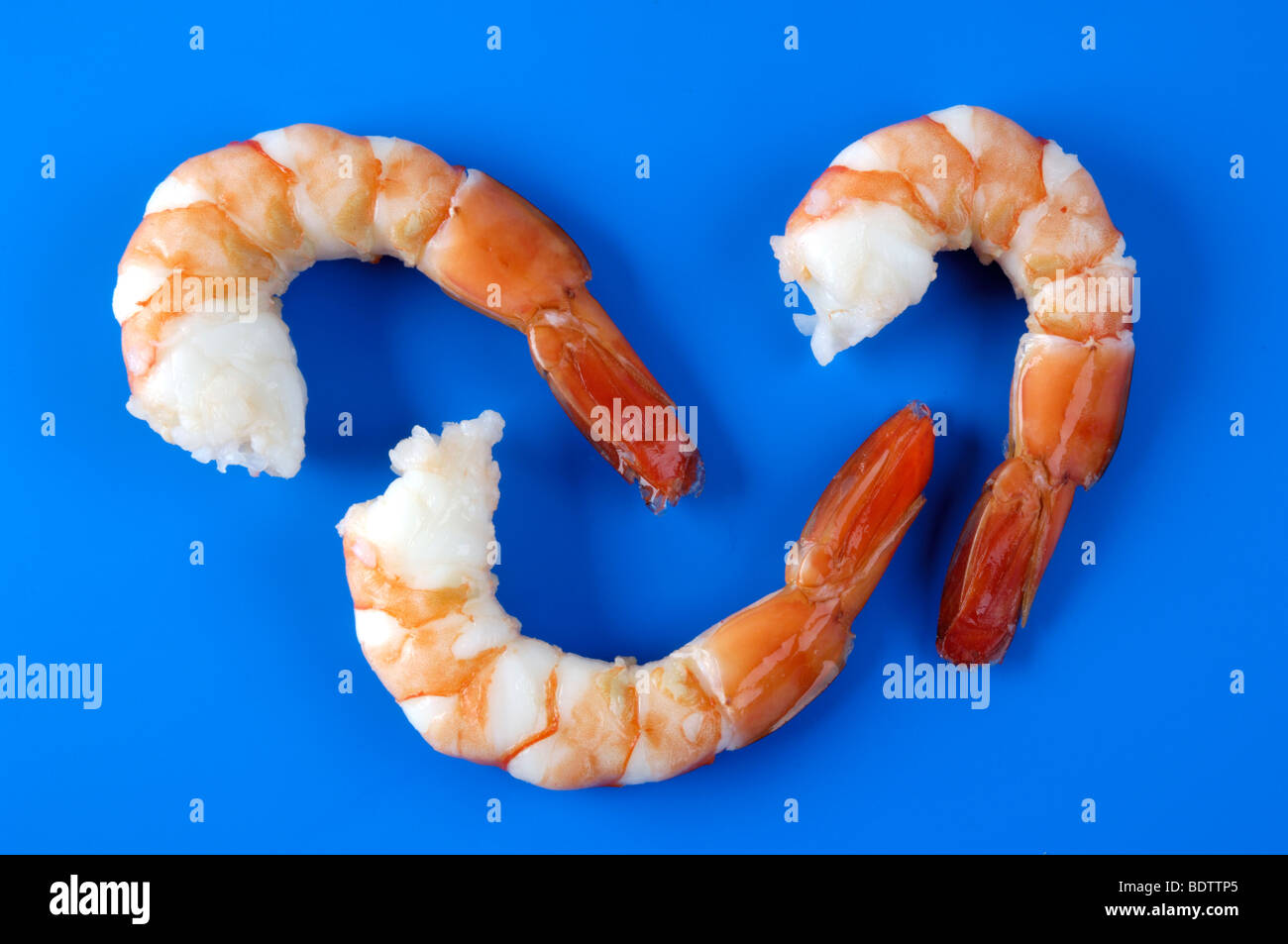 King prawn, shrimp, prawn, Natantia, Garnele, Riesengarnele Stock Photo