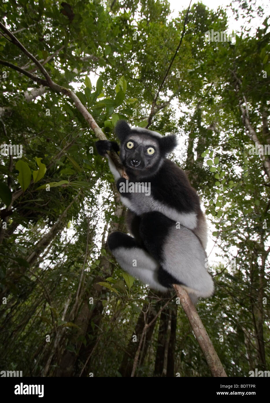 Indri, Indri Indri, Madagaskar, Afrika, Babakoto, madagascar, africa Stock Photo