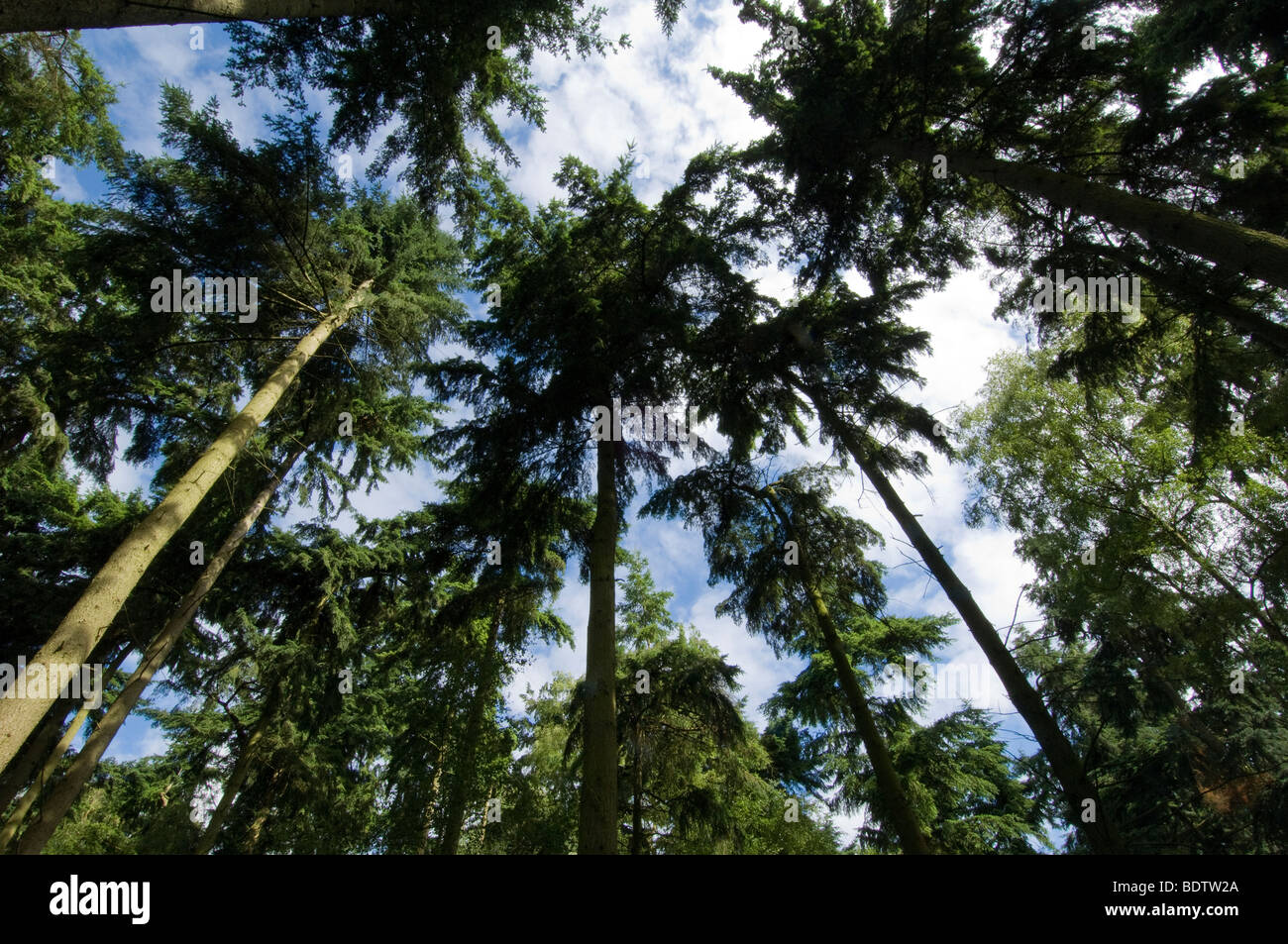 Pine tree canopy Stock Photo