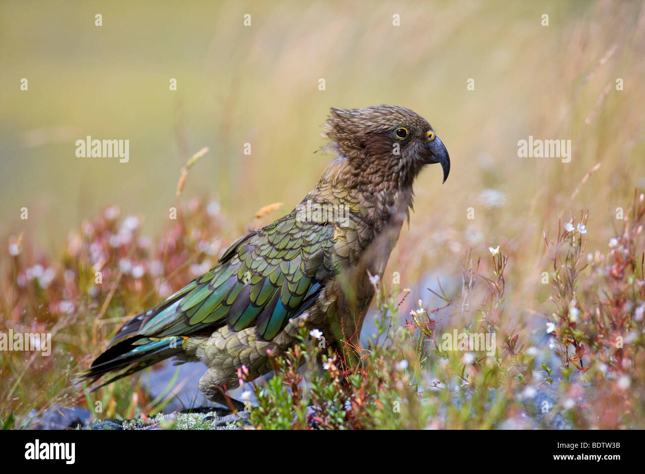 Nestor notabilis, Kea, Fjordland National Park, South Island, New Zealand Stock Photo