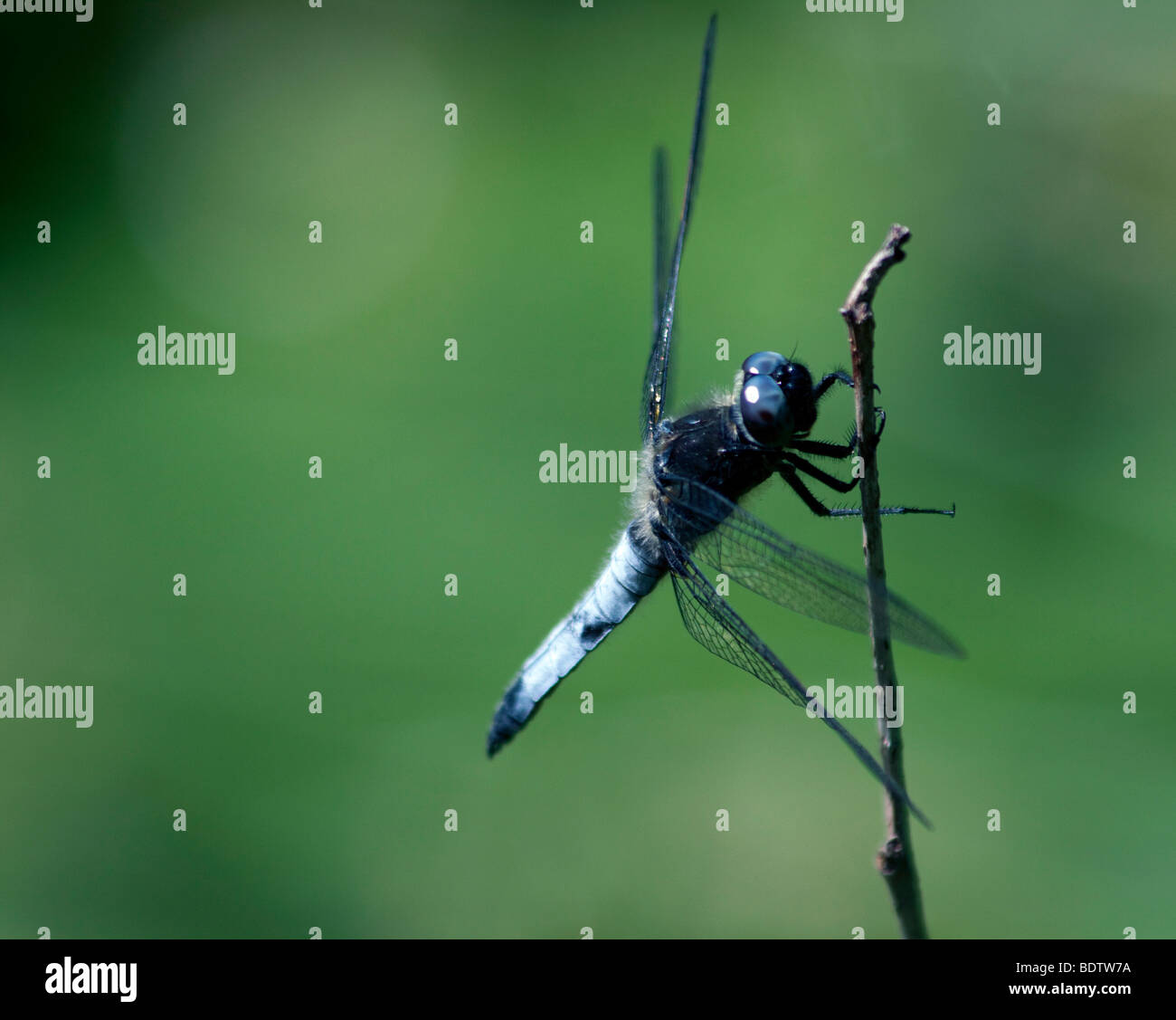 Dragonfly close up Stock Photo - Alamy