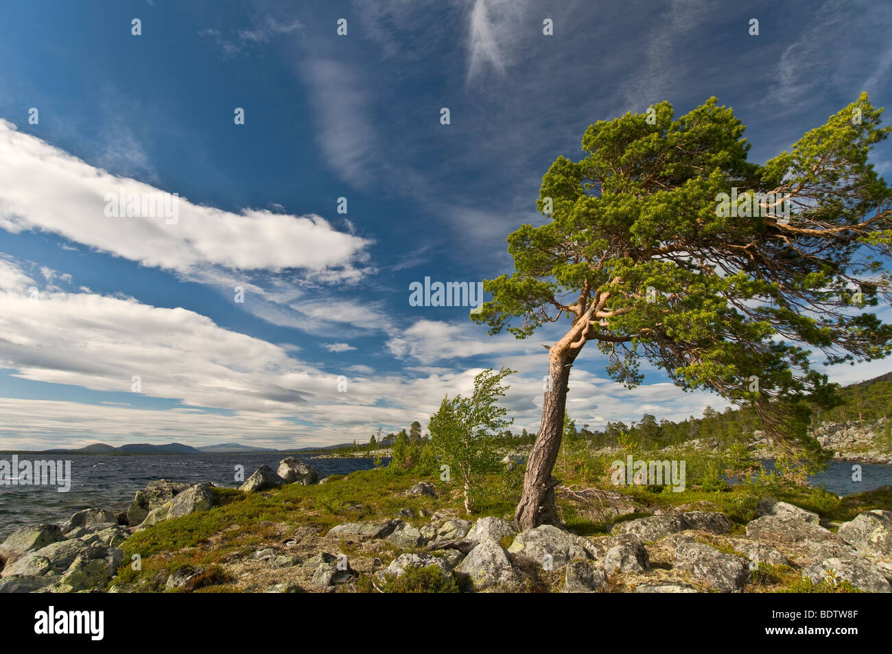 kiefer am see rogen, naturreservat rogen, haerjedalen, schweden, pine tree at lake rogen, nature reserve, sweden Stock Photo