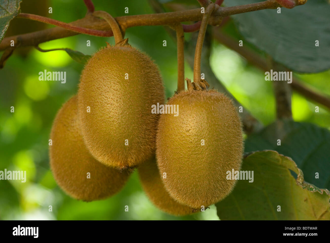 Kiwifruit, Actinidia deliciosa, Katikati, Bay of Plenty, North Island, New Zealand Stock Photo