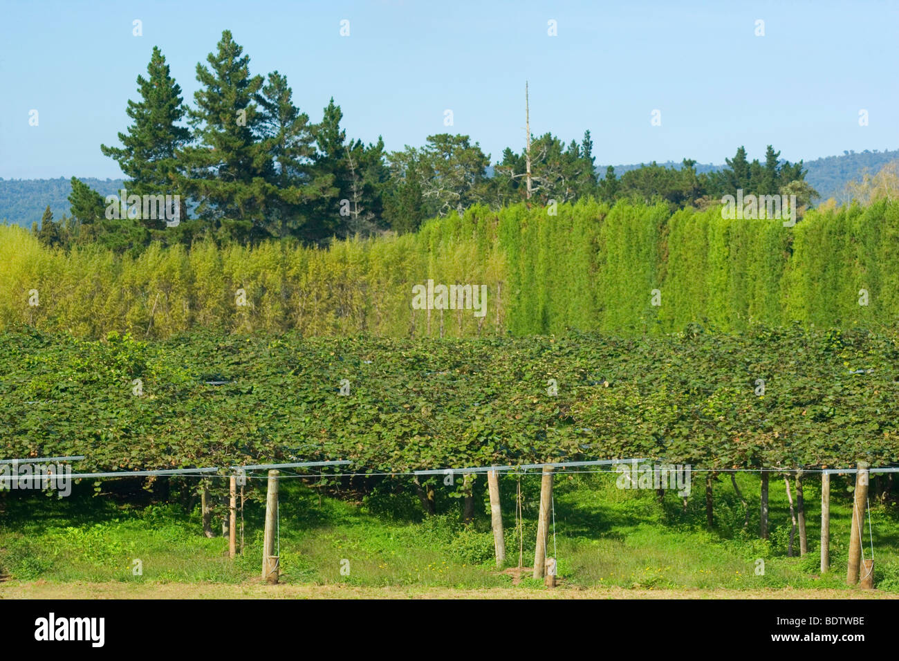 Kiwi Plantation, Actinidia deliciosa, near Katikati, Bay of Plenty