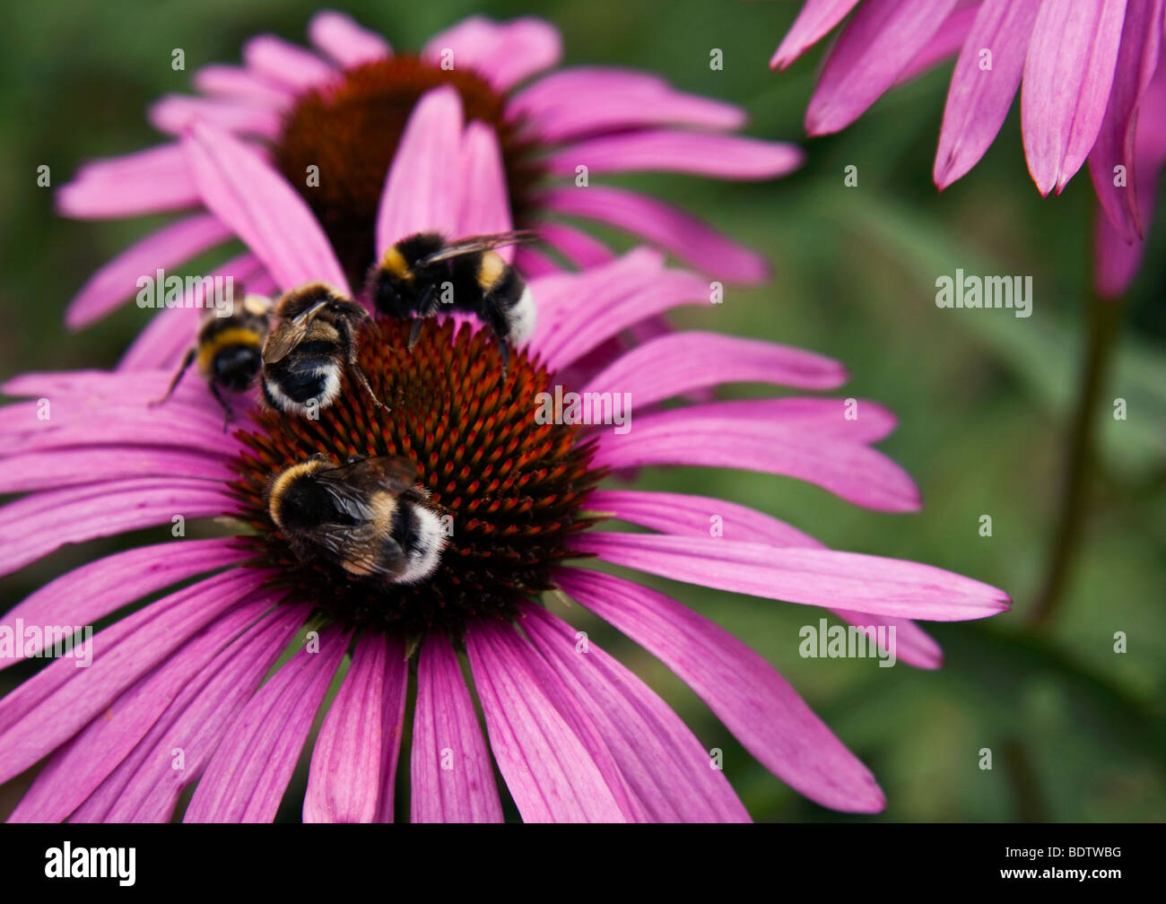 bumble bees on purple coneflower foraging, close up Stock Photo