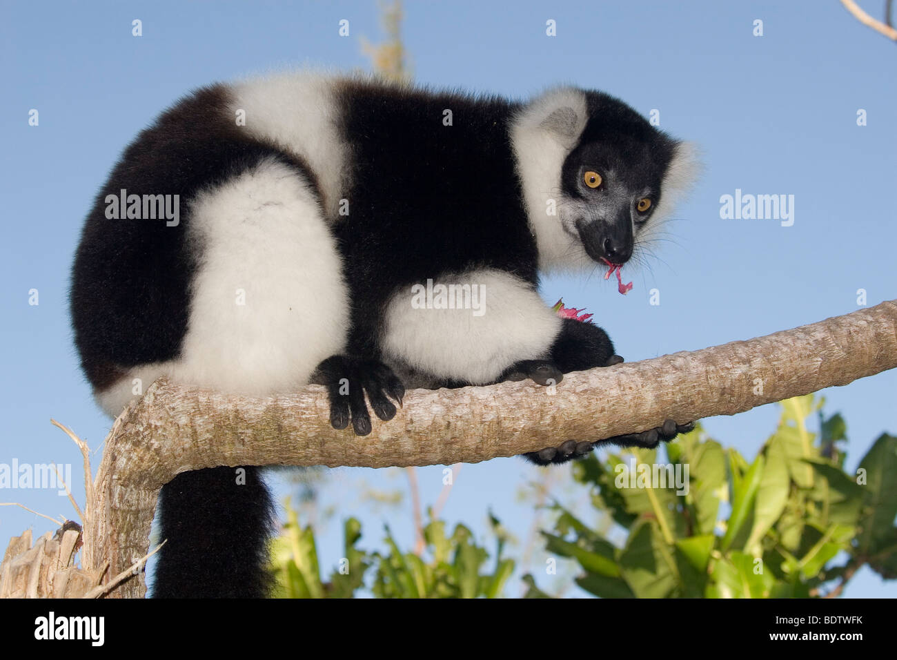 Kragenlemur, Vari varecia variegata, Madagaskar, Afrika, lemur, madagascar, africa Stock Photo