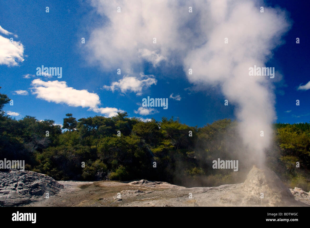 Lady Knox Geyser, erupting Geyser spewing water and steam, Waiotapu Thermal Wonderland, Rotorua, North Island, New Zealand Stock Photo