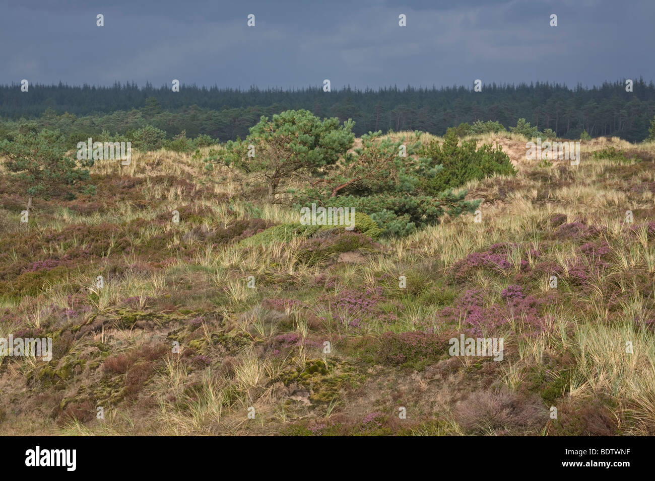 Heidelandschaft mit Besenheide, Common Heather - Ling  (Calluna vulgaris) Stock Photo