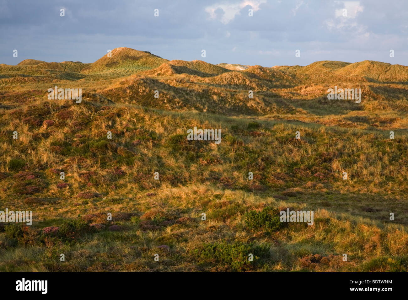 Duenenlandschaft, Dune scenery / Jylland - Denmark Stock Photo