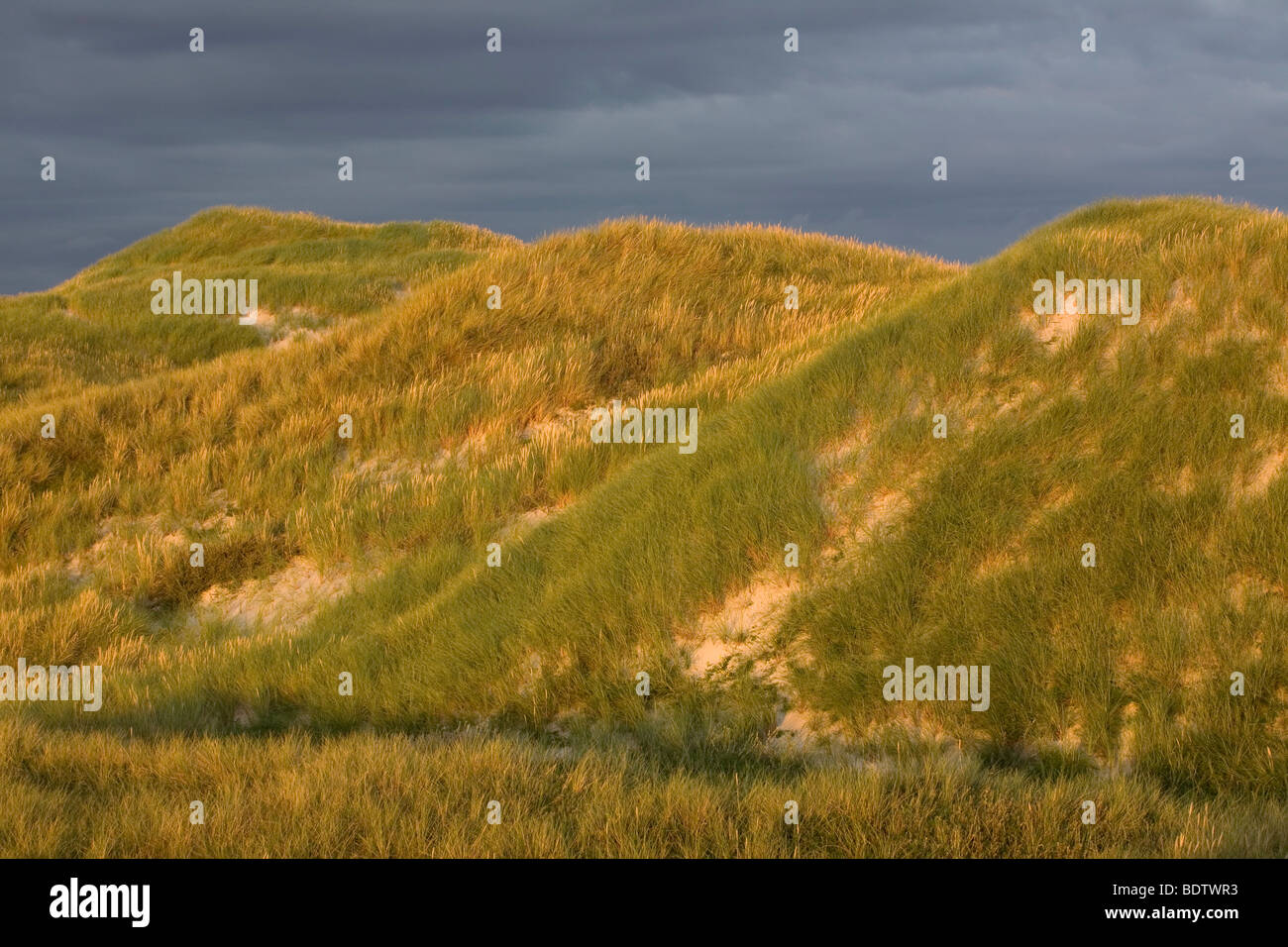 Duenenlandschaft, Dune scenery / Jylland - Denmark Stock Photo