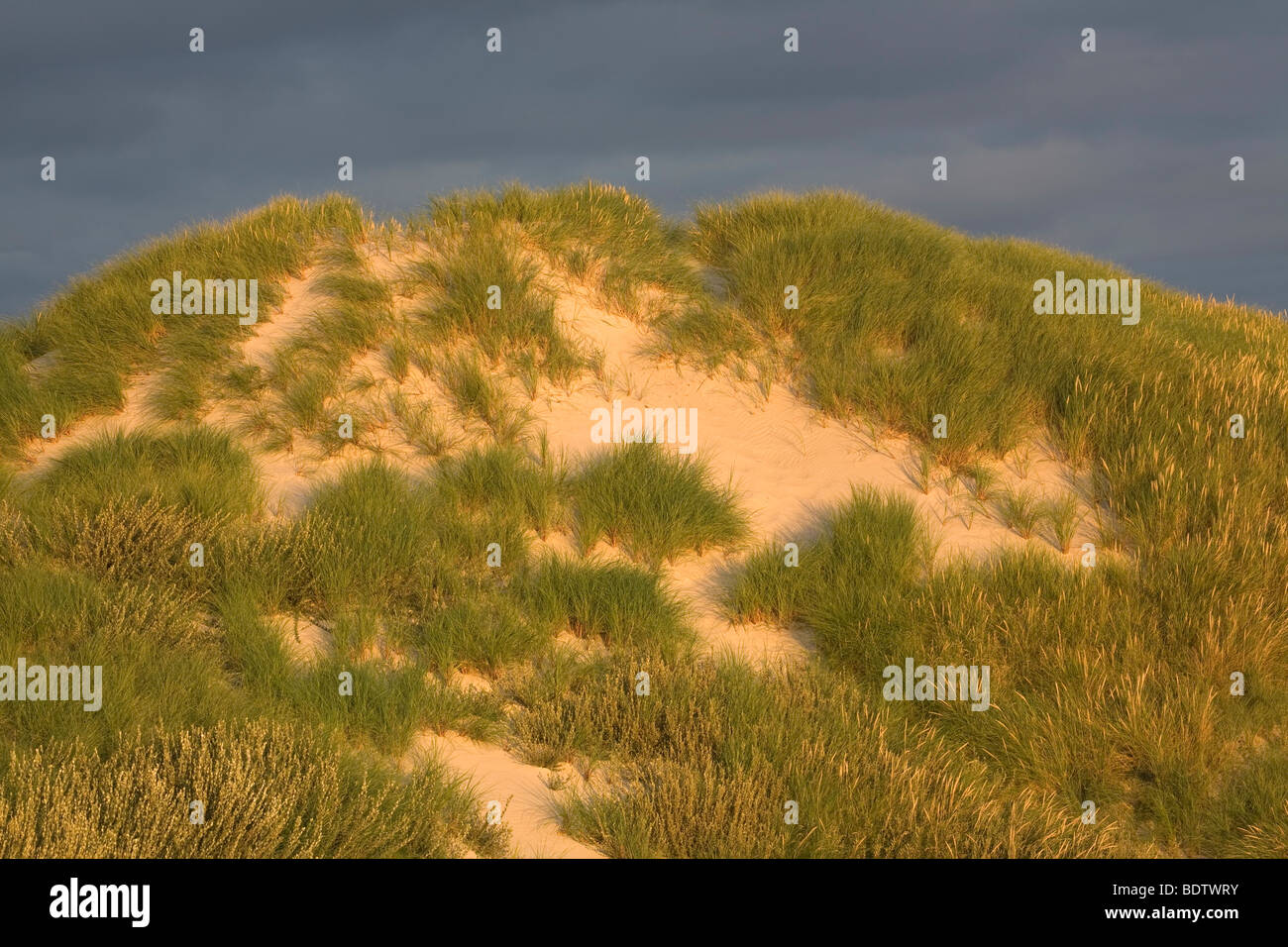 Duenenlandschaft / Dune (dene) scenery / Jylland - Daenemark Stock Photo