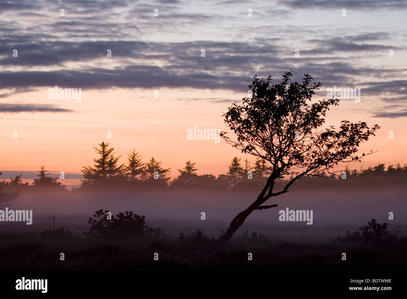 Laubbaum im Abendlicht / Decidous tree in sunset / Stock Photo