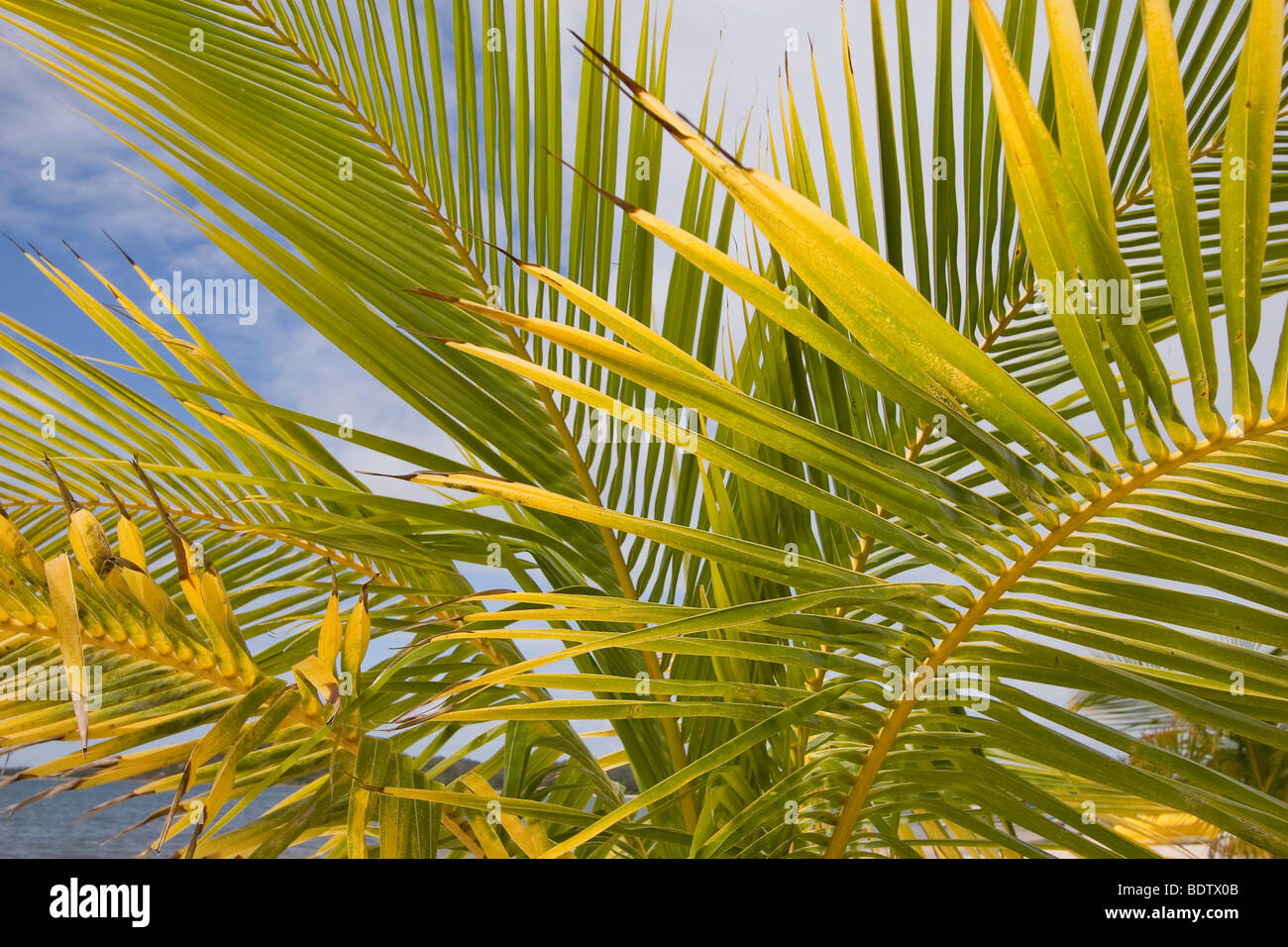 Palme am Strand, Manambato, Madgaskar, Afrika, palm-tree, beach, Madagascar, Afrika Stock Photo