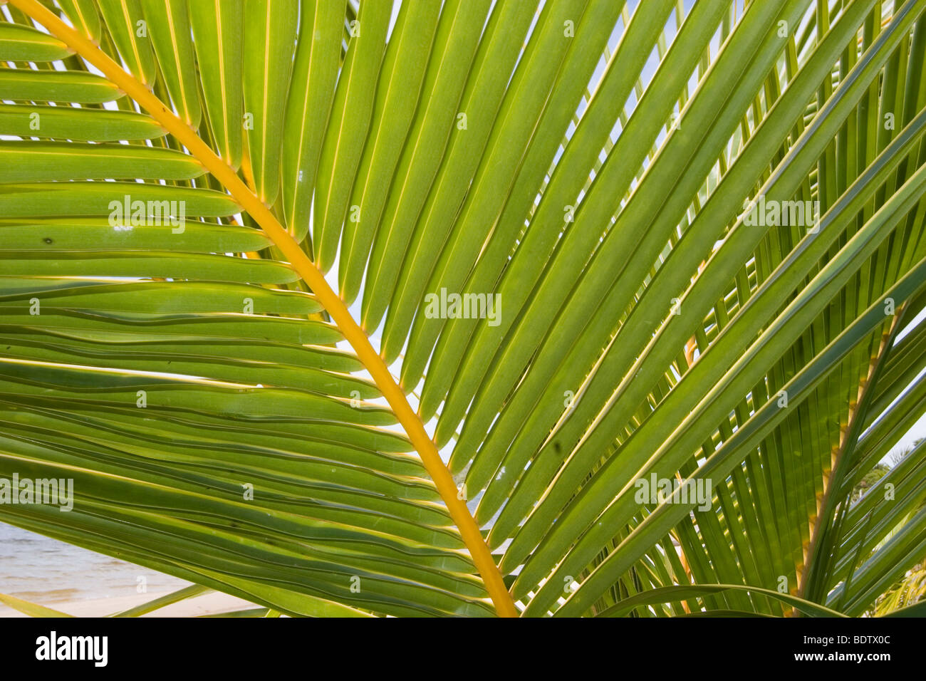 Palme am Strand, Manambato, Madgaskar, Afrika, palm-tree, beach, Madagascar, Afrika Stock Photo