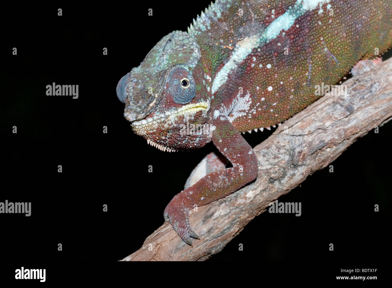 Pantherchamaeleon, panther chameleon, male, Furcifer pardalis Stock Photo