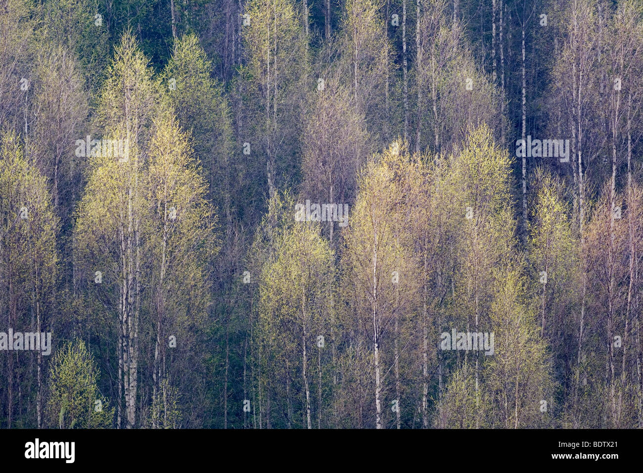 Moorbirken im Fruehling / Downy Birch in spring / Betula pubescens Stock Photo