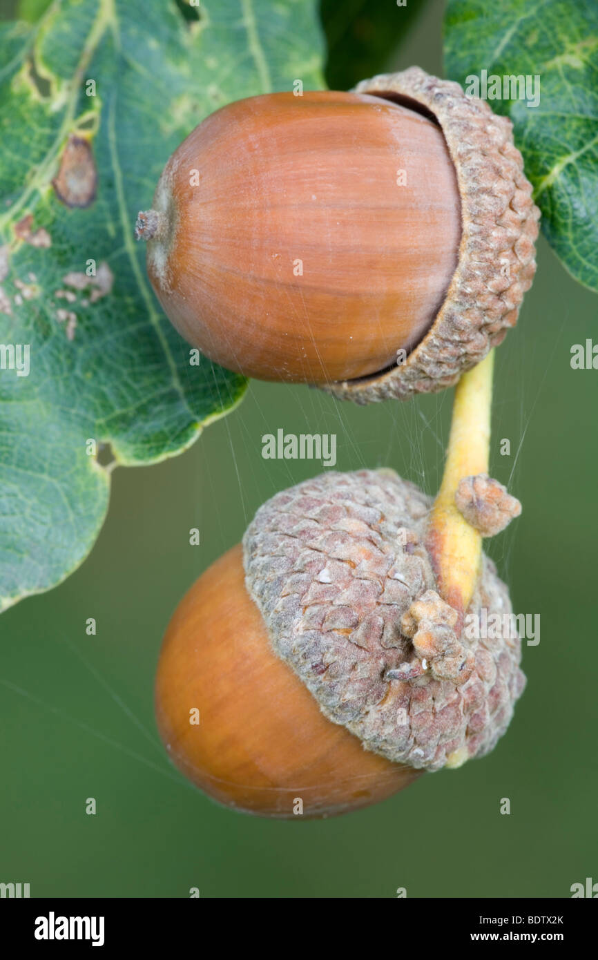 Eicheln - Fruechte der Stieleiche / Acorns - fruits from Pedunculate Oak / Quercus robur - (Quercus pedunculata) Stock Photo