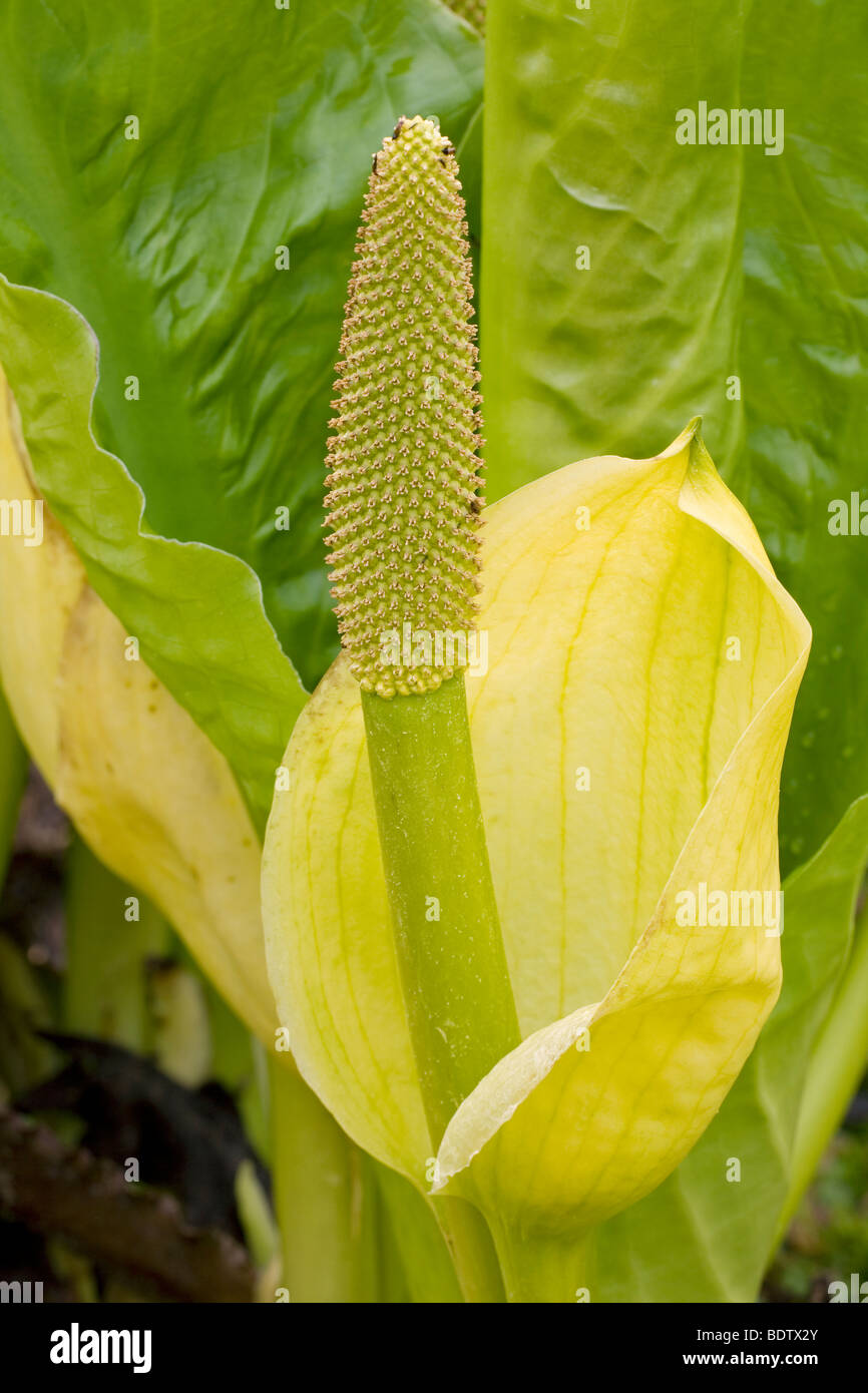 Amerikanischer Riesenaronstab / Skunk Cabbage - (Yellow Skunk Cabbage) / Lysichiton americanum - (Lysichiton americanus) Stock Photo