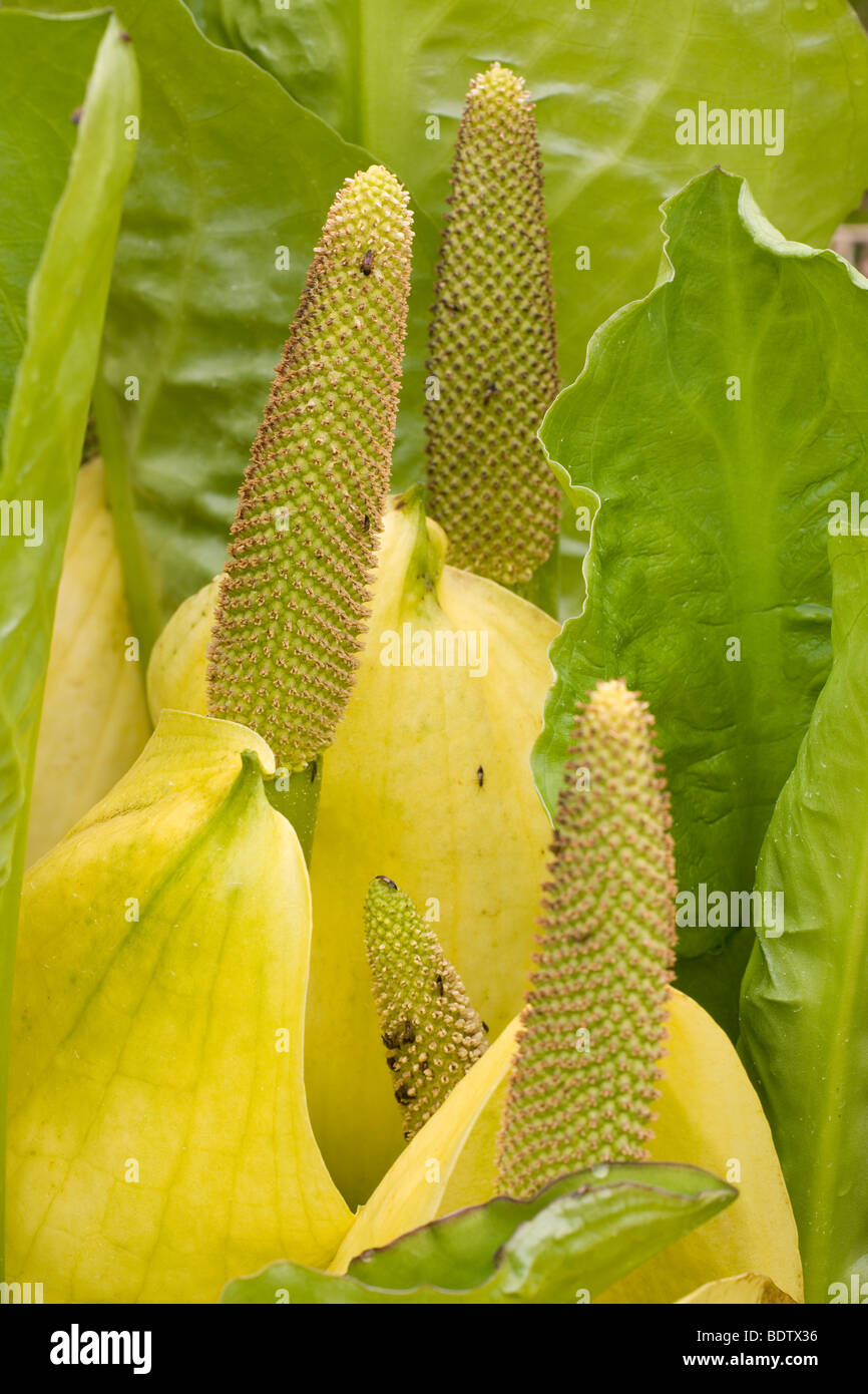 Amerikanischer Riesenaronstab / Skunk Cabbage - (Yellow Skunk Cabbage) / Lysichiton americanum - (Lysichiton americanus) Stock Photo