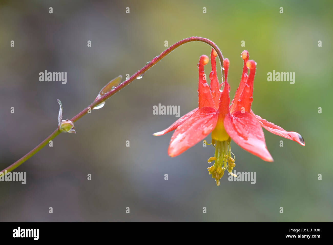 Karmesinrote Akelei - (Western-Akelei) / Western Columbine - (Crimson Columbine) / Aquilegia formosa Stock Photo