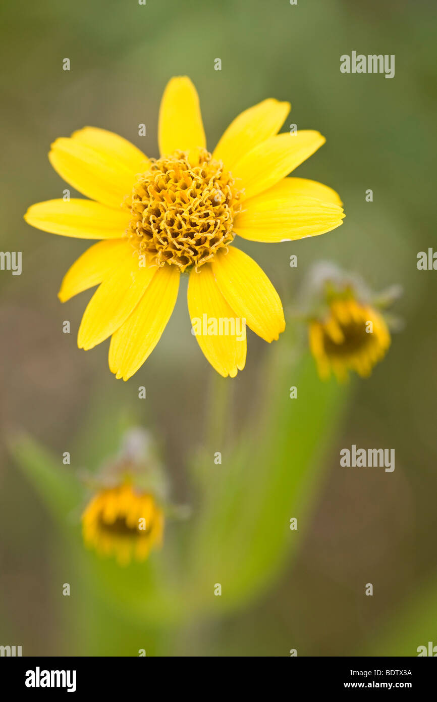 Wiesenarnika - (Amerikanische Arnika) / Chamisso Arnica / Arnica Chamissonis Stock Photo