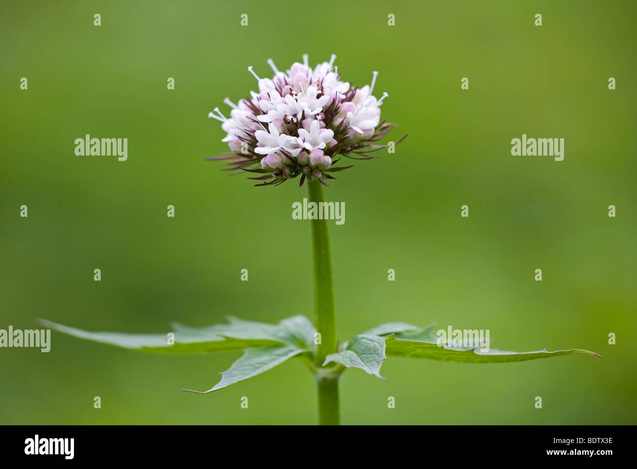 Baldrian - (Dt.Name unbekannt) / Sitka Valerian / Valeriana sitchensis Stock Photo