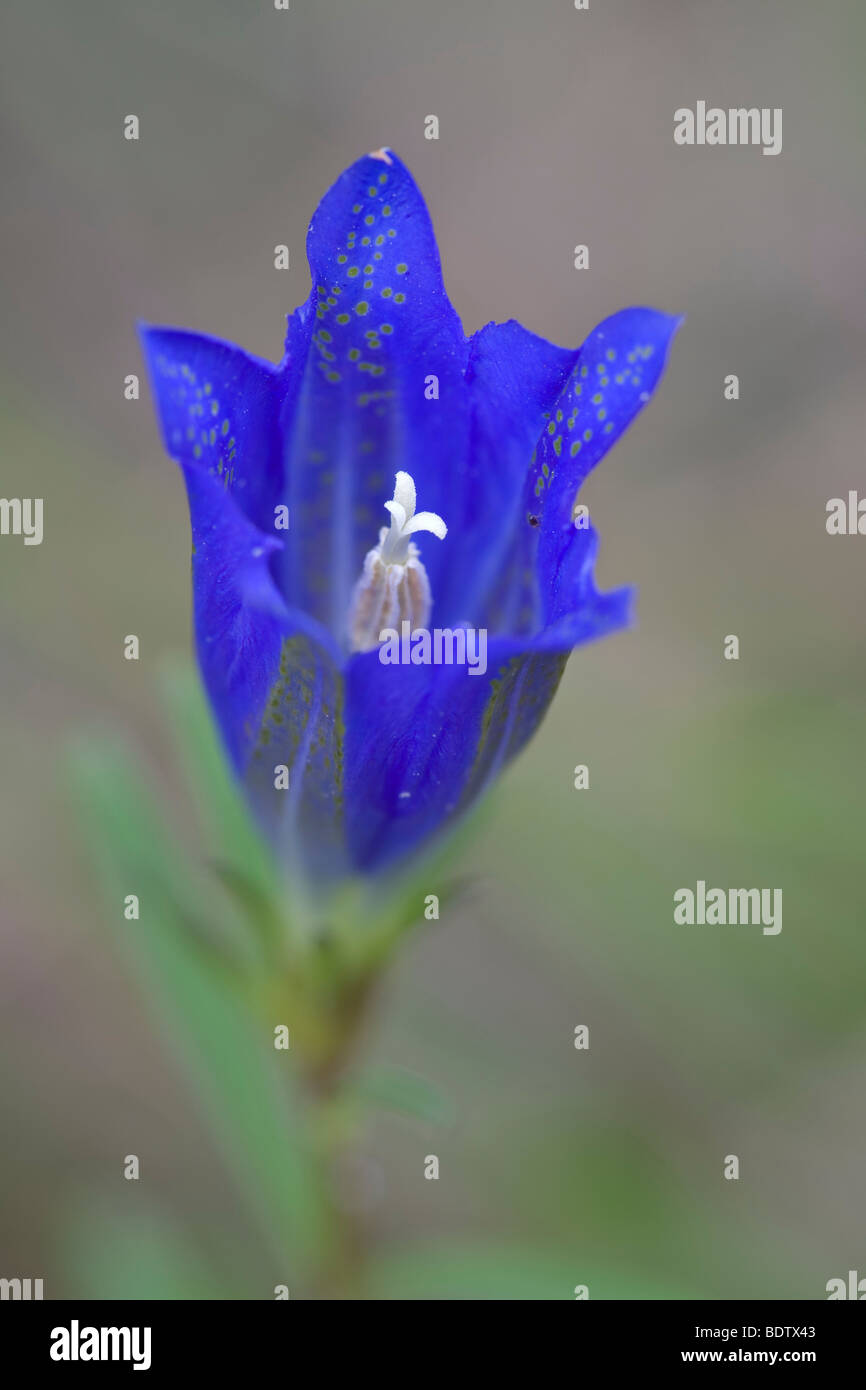 Lungen-Enzian - (Lungenenzian) / Marsh Gentian / Gentiana pneumonanthe Stock Photo