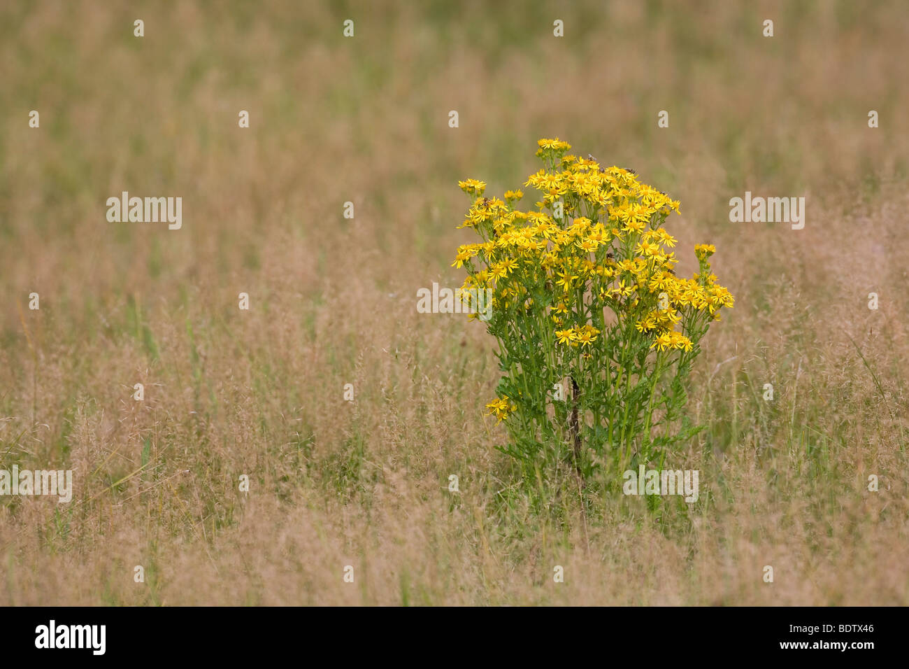 Jakobs-Greiskraut / Ragwort - (Stinking Willie) / Senecio jacobaea - (Jacobaea vulgaris) Stock Photo