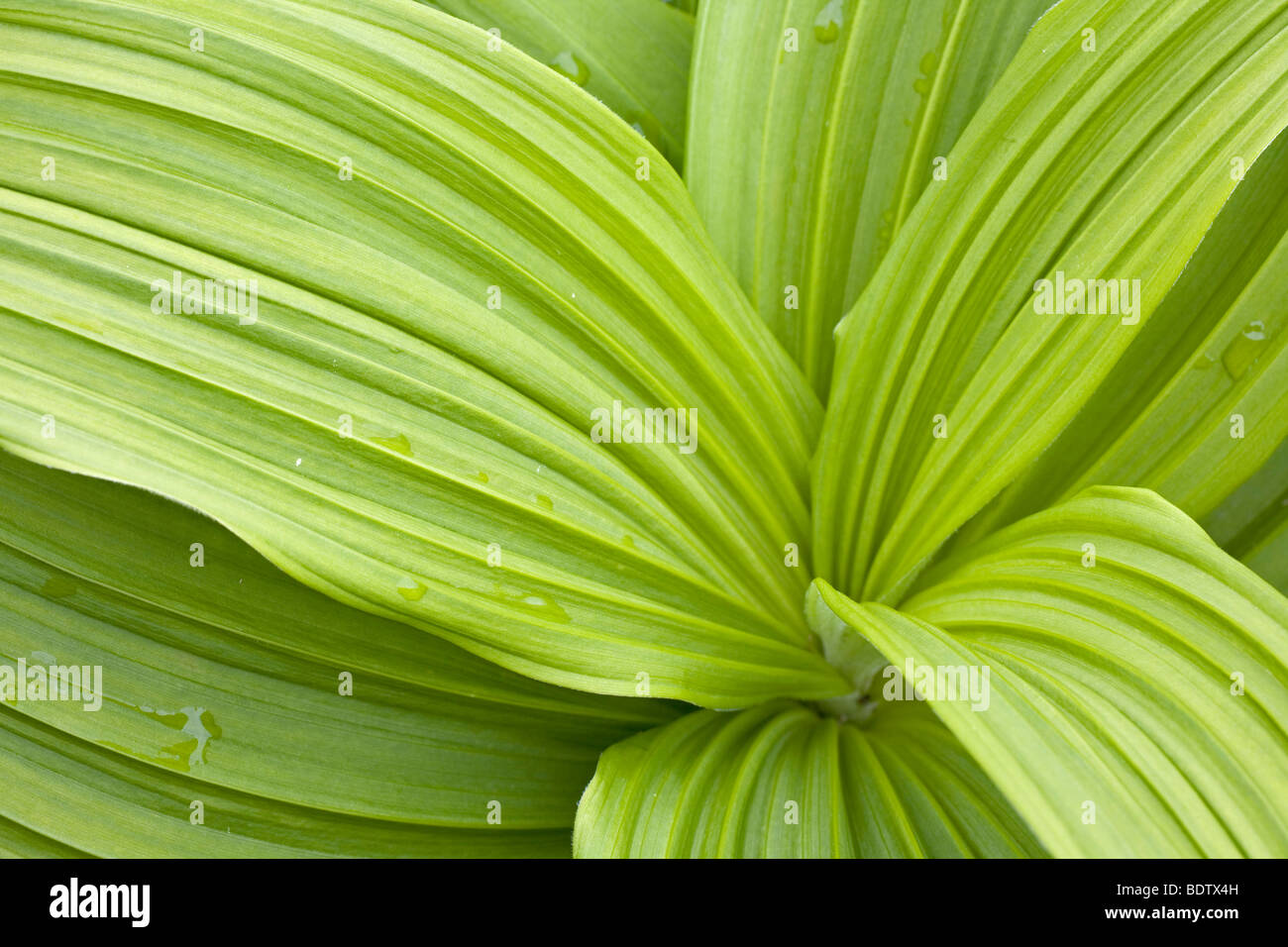 Gruener Germer - (Germer) / Green False Hellebore - (False Hellebore) / Veratrum viride Stock Photo