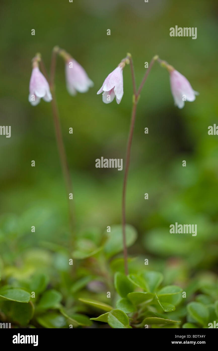 Moosgloeckchen - (Erdgloeckchen) / Twinflower / Linnaea borealis Stock Photo