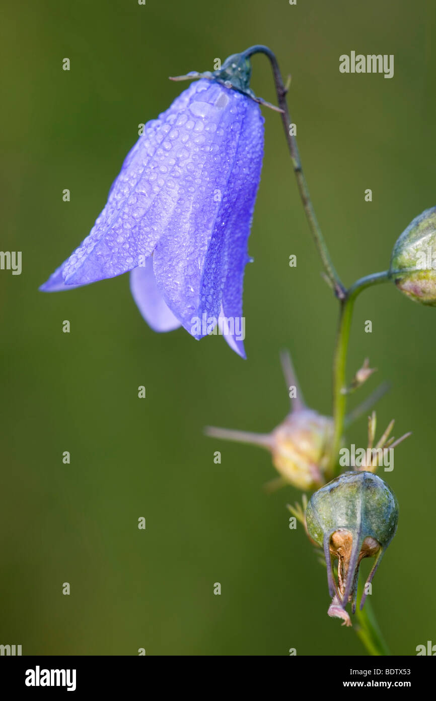 Rundblaettrige Glockenblume / Bluebell Bellflower - (Harebell) / Campanula rotundifolia Stock Photo