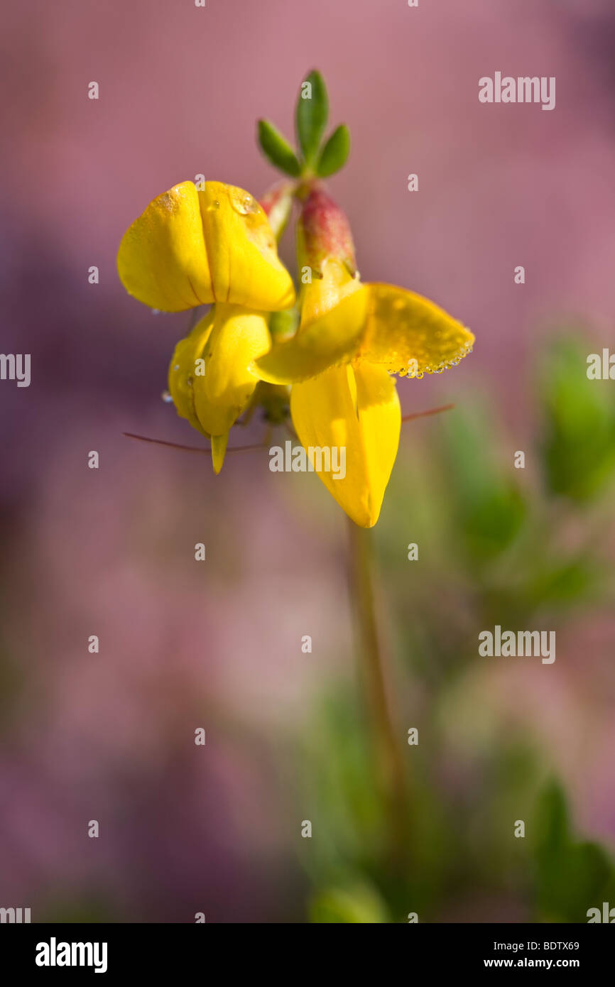 Gewoehnlicher Hornklee / Bird s-Foot Trefoil - (Birdsfoot Trefoil) / Lotus corniculatus Stock Photo