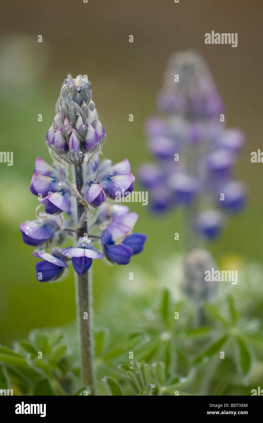 Alaska-Lupine / Nootka Lupine / Lupinus nootkatensis Stock Photo