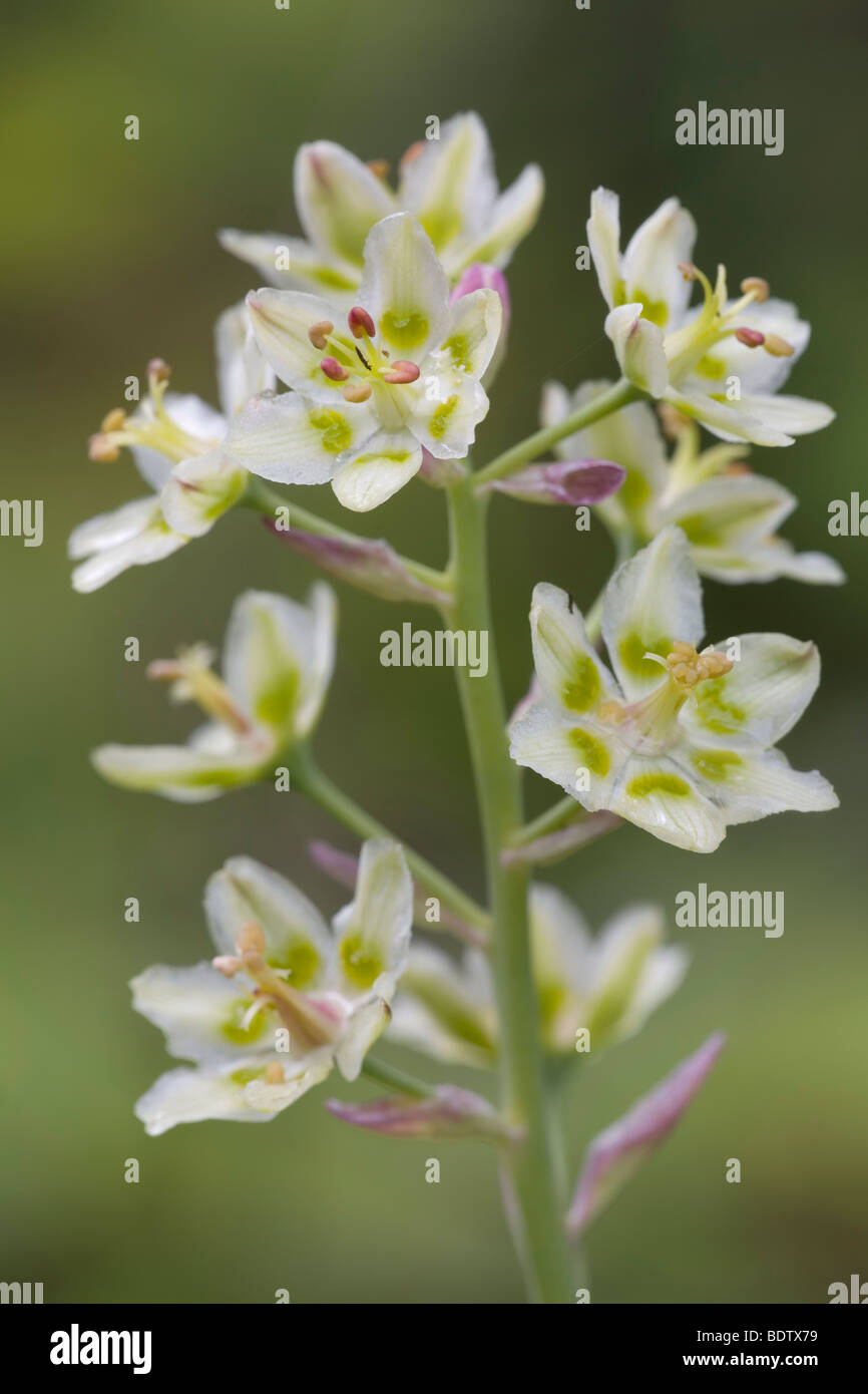 Zierliche Jochlilie - (Jochblume) / Mountain Deathcamas - (Alkali Grass) / Zigadenus elegans Stock Photo