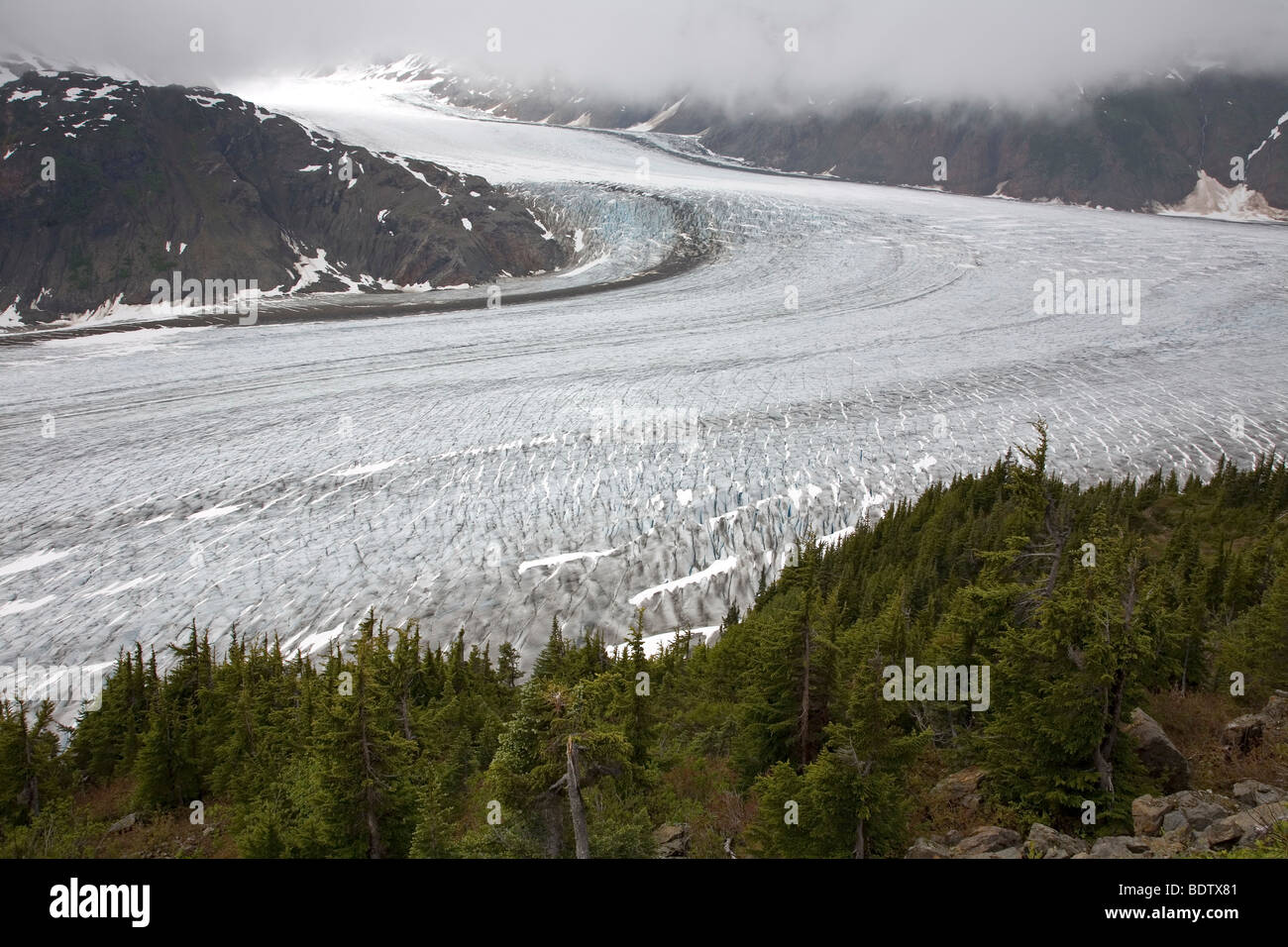 Salmon-Gletscher & Sitka-Fichten / Salmon-Glacier & Sitka Spruce / Picea sitchensis Stock Photo