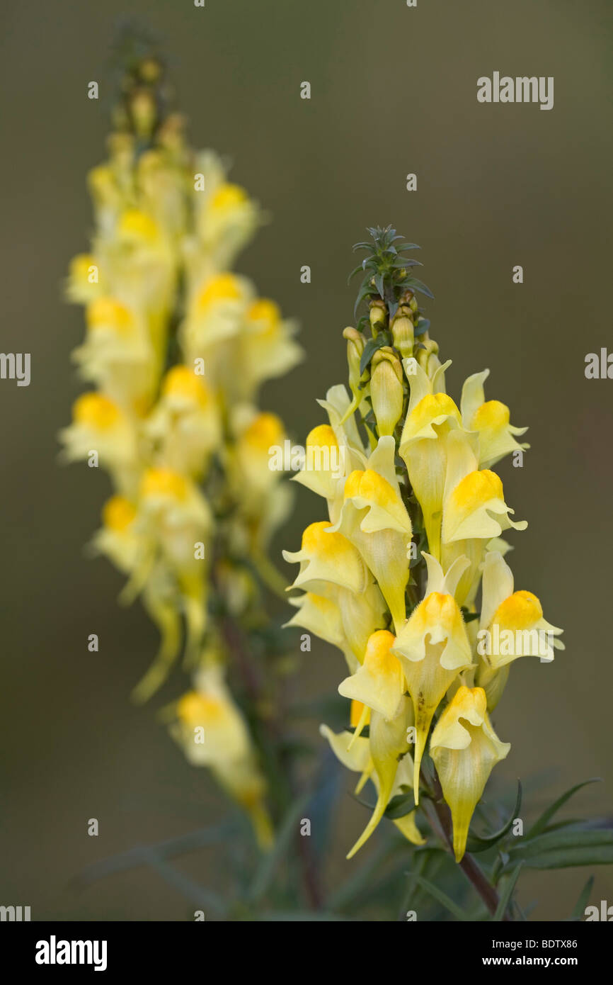 Echtes Leinkraut / Butter and Eggs - (Common Toadflax) / Linaria vulgaris Stock Photo