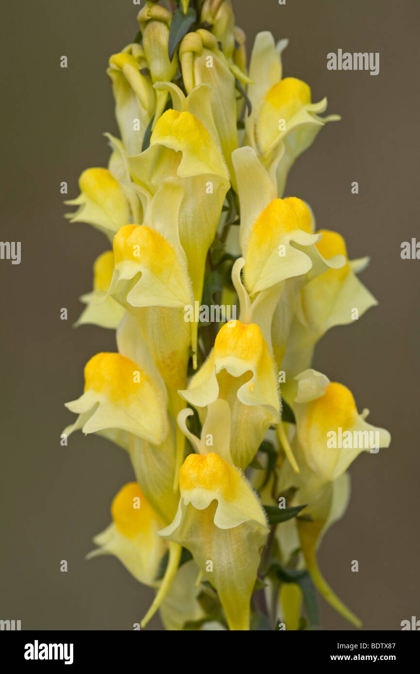 Echtes Leinkraut / Butter and Eggs - (Common Toadflax) / Linaria vulgaris Stock Photo