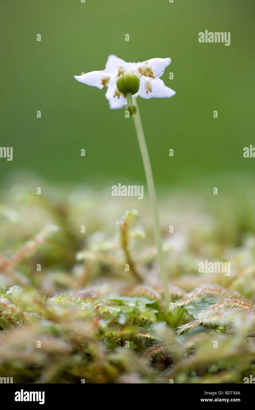 Moosauge - (Einbluetiges Wintergruen) / Single Delight - (Waxflower) / Moneses uniflora Stock Photo