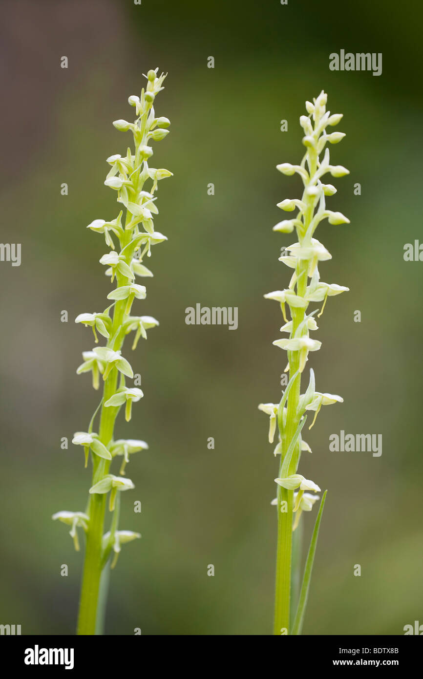 Noerdliche Waldhyazinthe / Northern Green Orchid / Platanthera hyperborea Stock Photo
