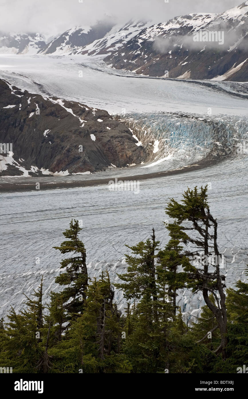 Salmon-Gletscher & Berg-Hemlocktanne / Salmon-Glacier & Mountain Hemlock / Tsuga mertensiana Stock Photo