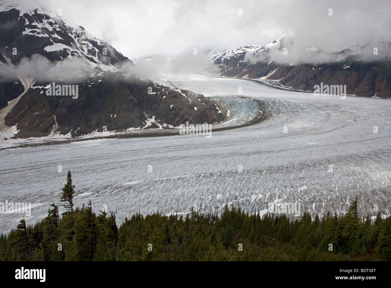 Salmon-Gletscher & Sitka-Fichten / Salmon-Glacier & Sitka Spruce / Picea sitchensis Stock Photo