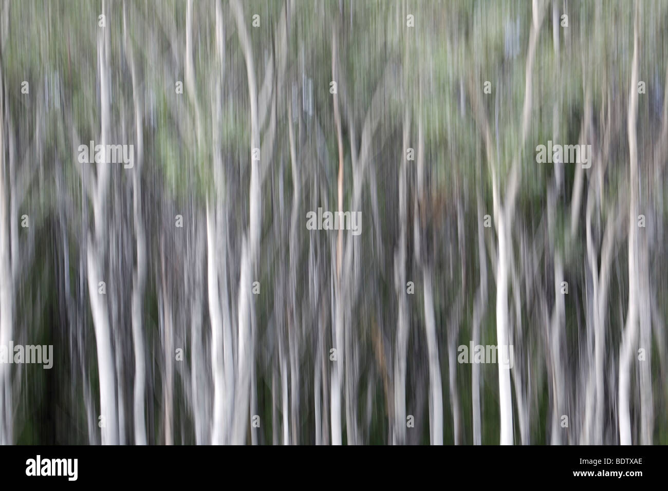 Amerikanische Zitterpappeln - (Wischbild) / Quaking Aspen - (Impressions) / Populus tremuloides Stock Photo