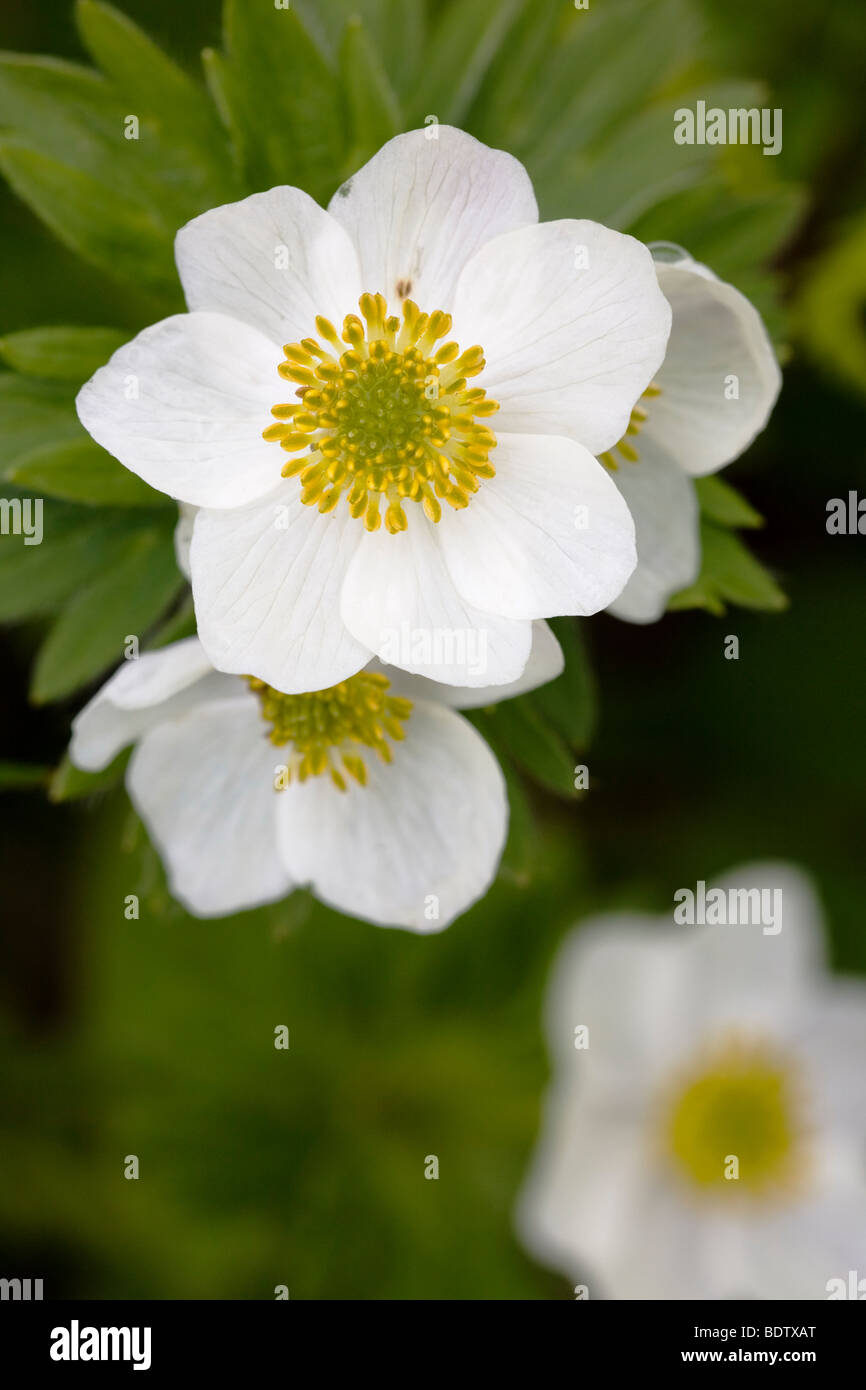 Narzissenbluetiges Windroeschen - (Berghaehnlein) / Narcissus-flowered Anemone / Anemone narcissiflora Stock Photo