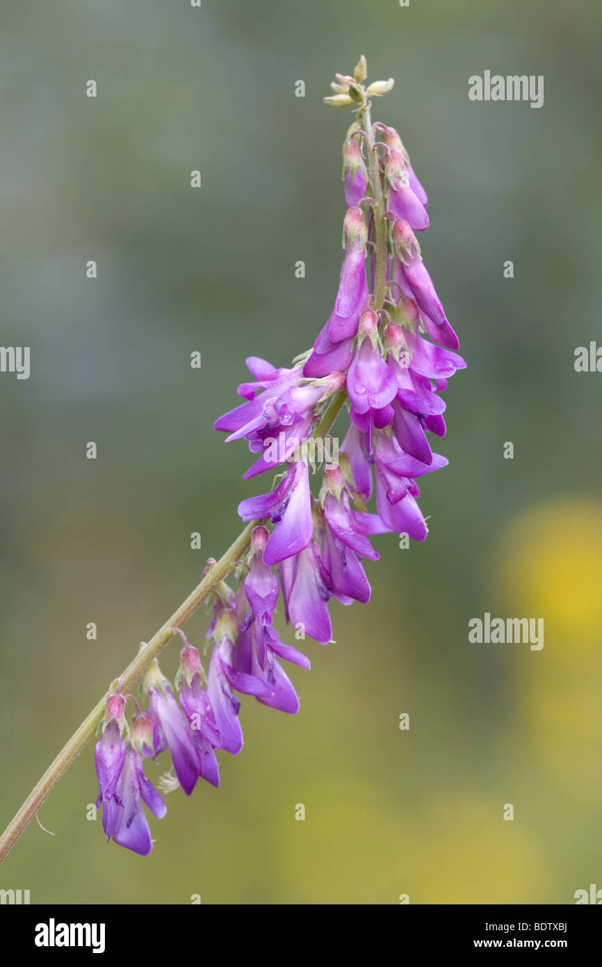 Vogelwicke / Bird Vetch / Vicia cracca Stock Photo