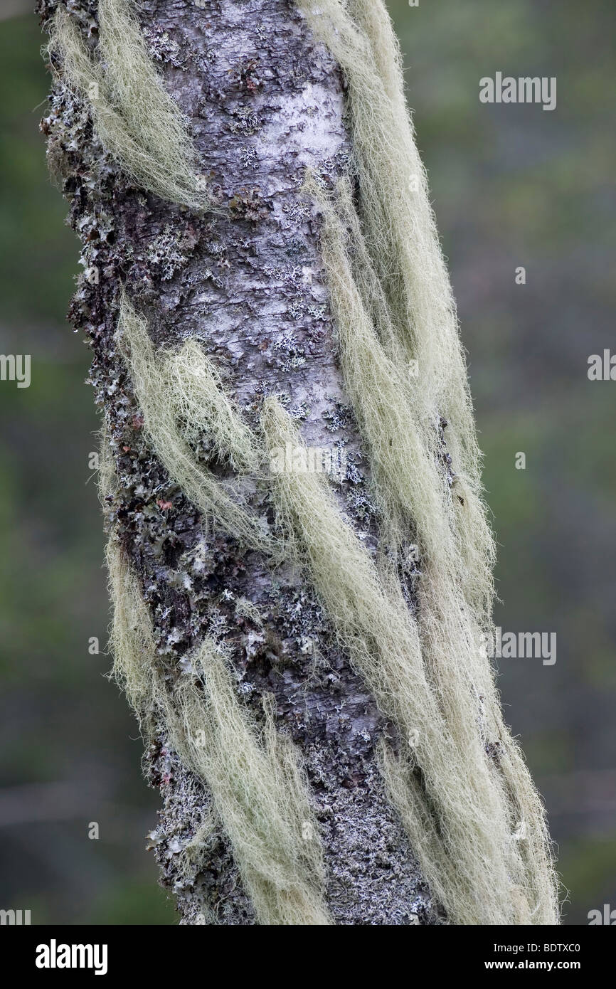 Bartflechten / Horsehair Lichen / Bryoria capillaris Stock Photo