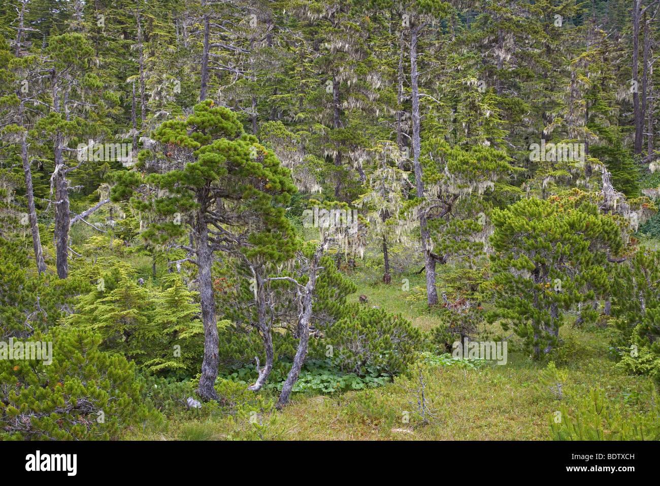 Kiefern & Bartflechten / Pines & Beard Lichen / Pinus species & Usnea longissima Stock Photo